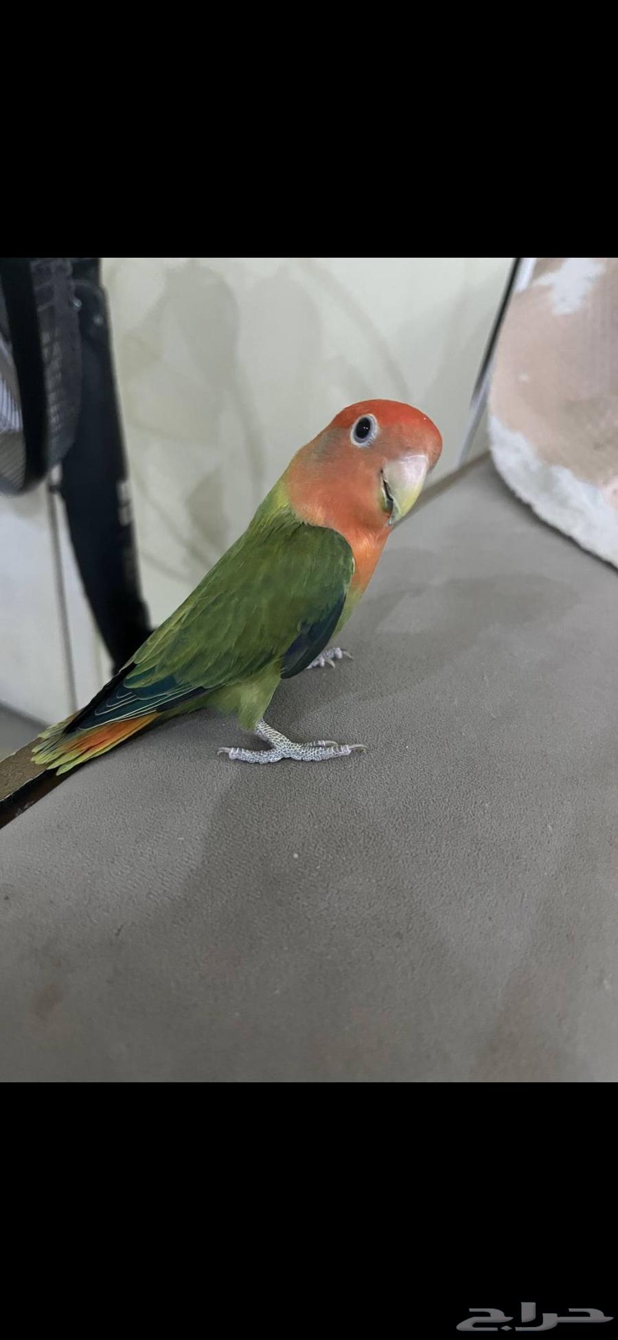 للبيع طير لوف بيرد (روز)64400190003971112