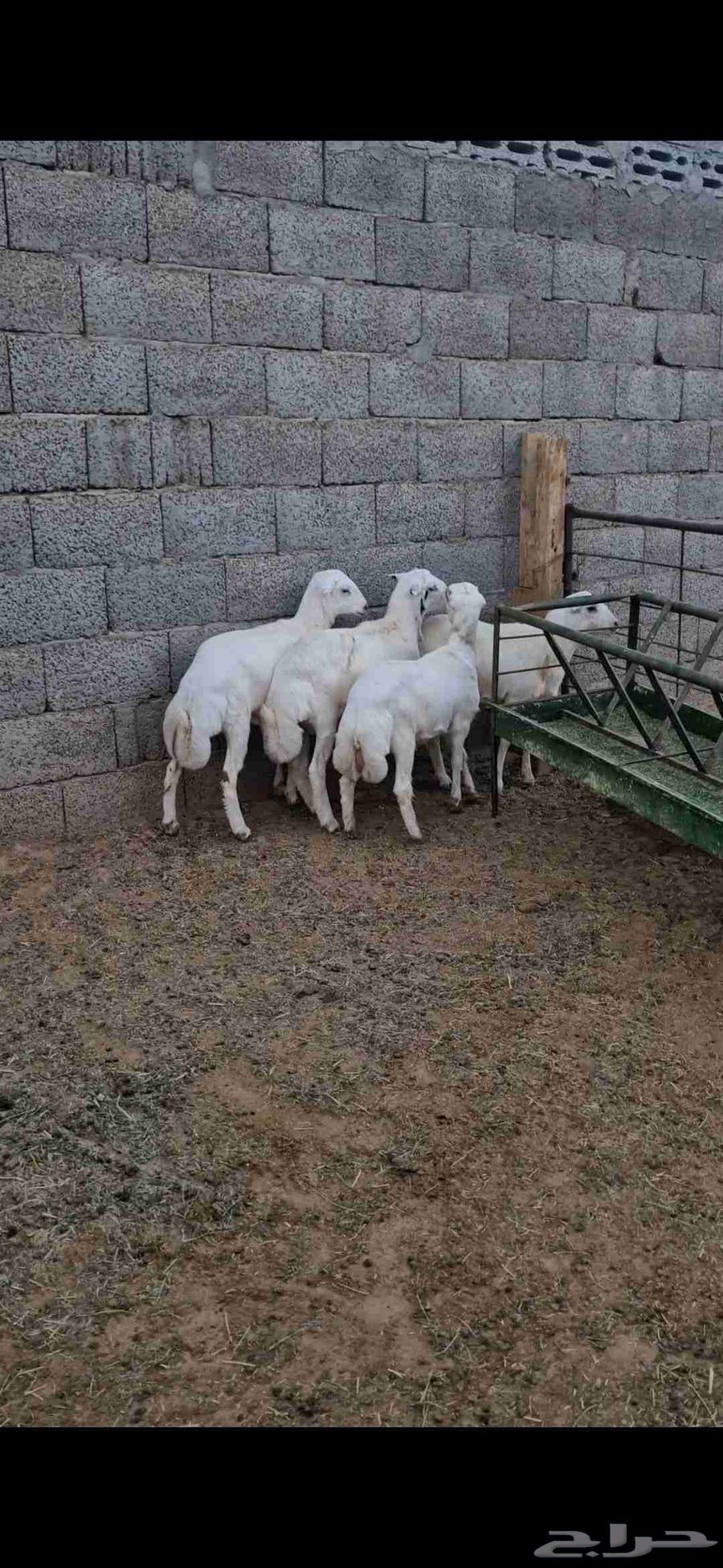 للبيع خرفان مخاصي مغلقه ظهر وطرف64395337825153110