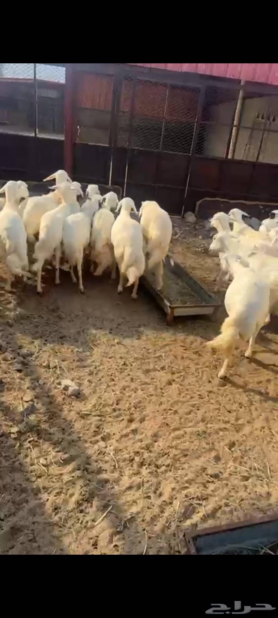 ضان حريه دفيع64400384393601113