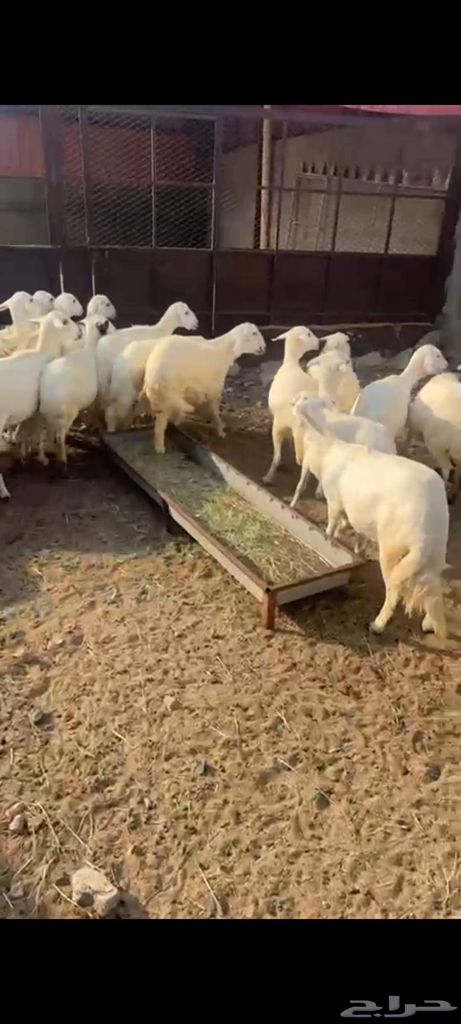 ضان حريه دفيع64400384393601112