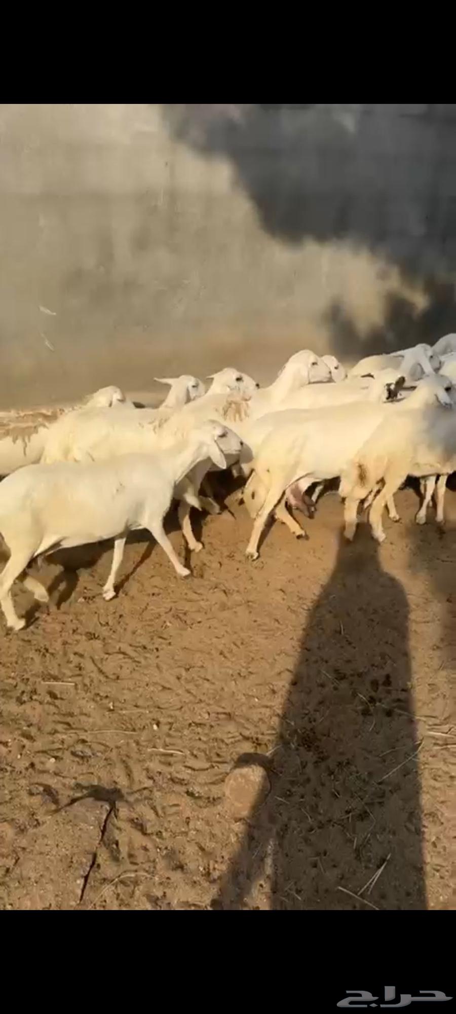 ضان حريه دفيع64400384393601110