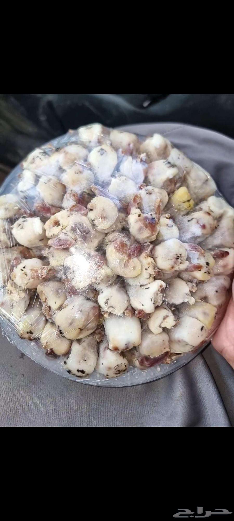 طيور مهاجره مشروطه عرض خاص64399133741315110