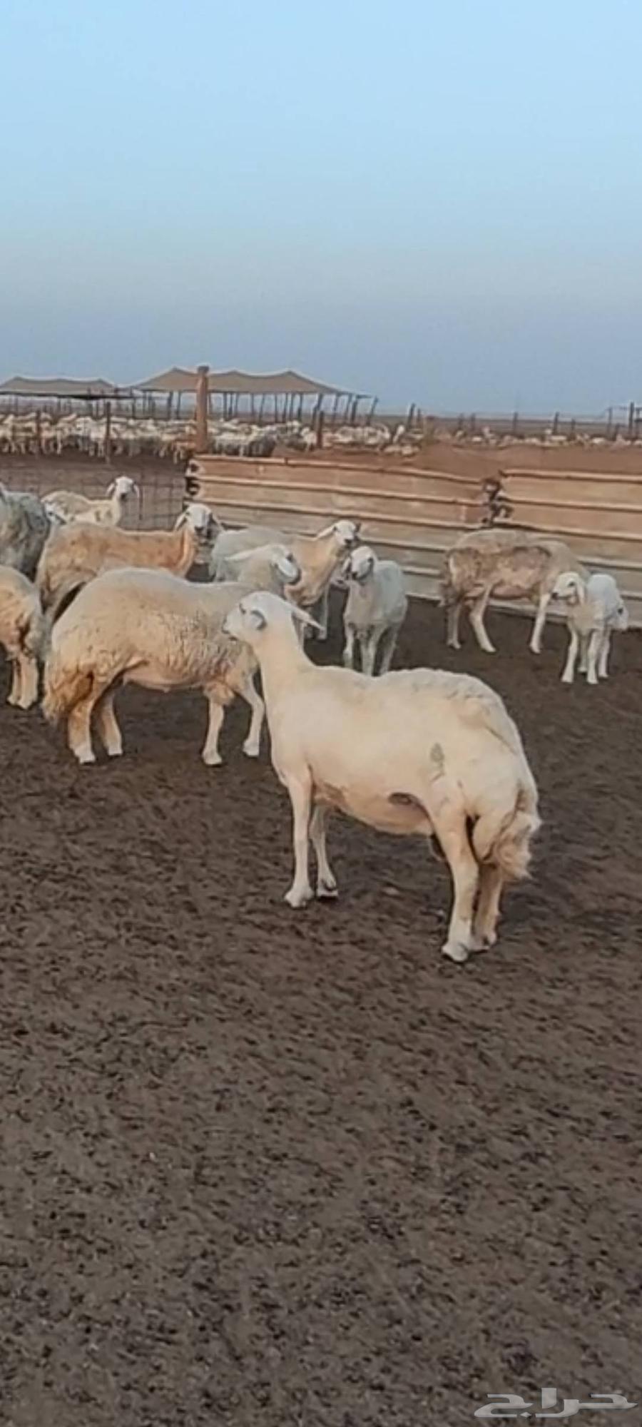 ضان تم البيع64398856068099112