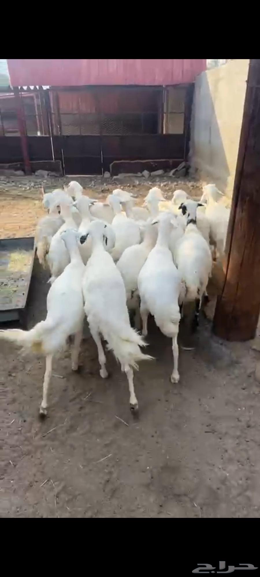 ضان حريه دفيع64400384393601114