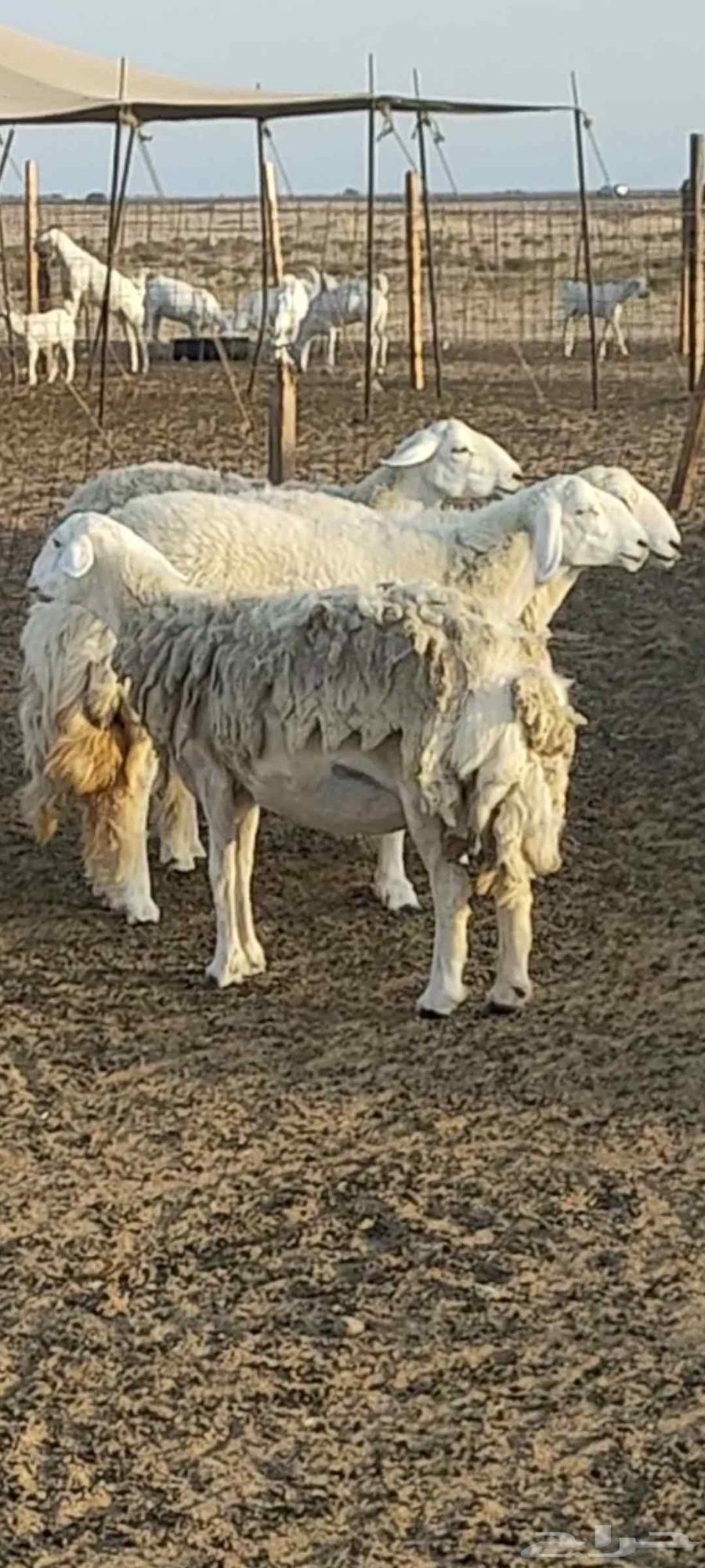 ضان تم البيع64398856068099111