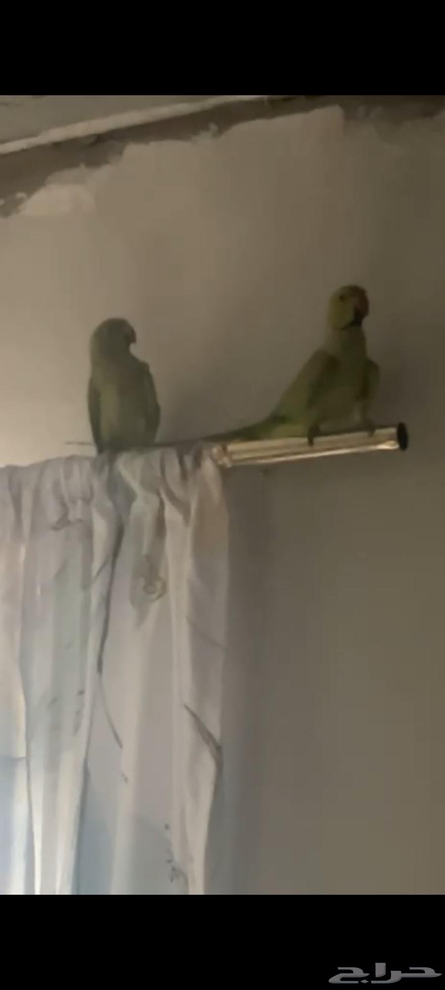 جوز دره هندي منتجه العمر سنتين64393182806913110