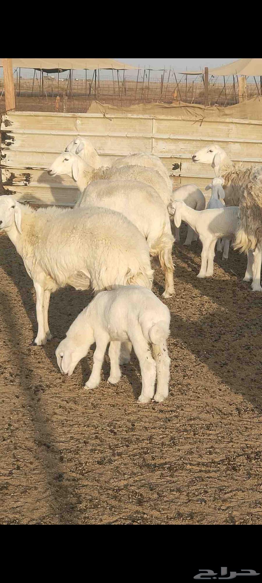 ضان تم البيع64398856068099113