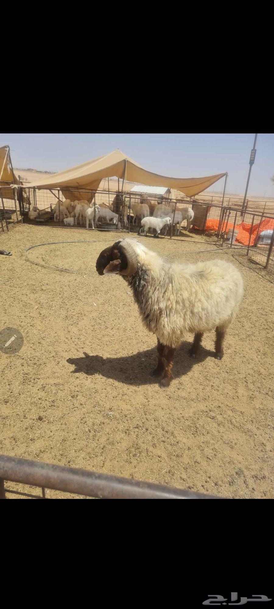 للبيع فحل نعيم فاخر من الااخر له انتاج عندي من الحري64397783391235111