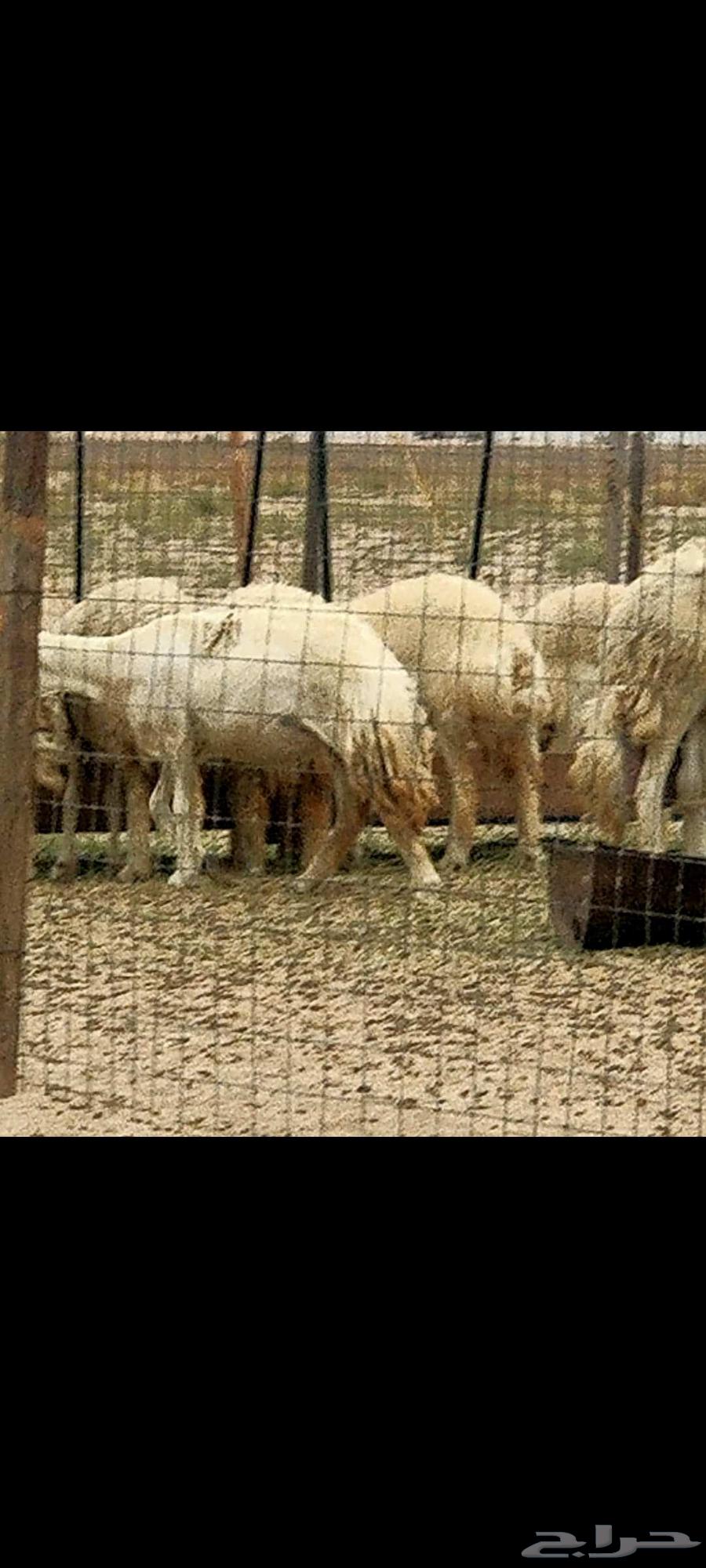 ضان تم البيع64398856068099114