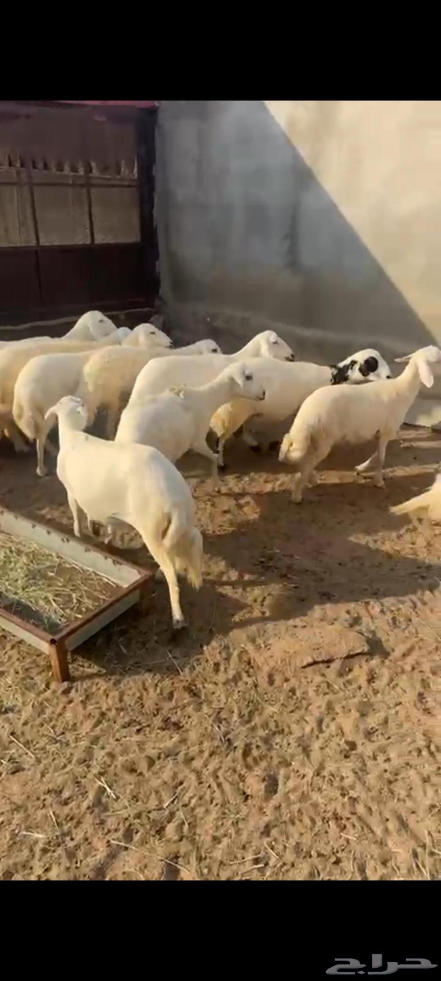 ضان حريه دفيع64400384393601111