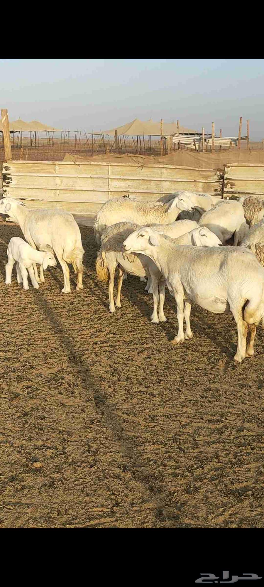 ضان تم البيع64398856068099110