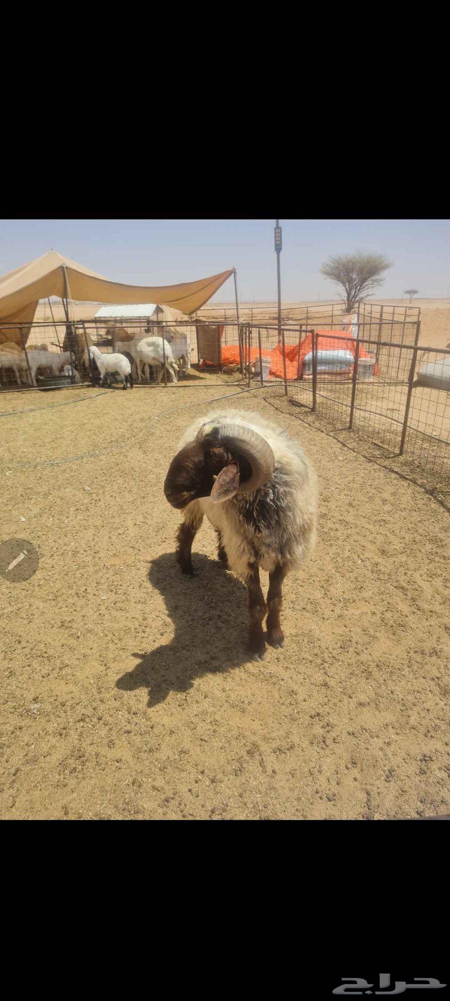 للبيع فحل نعيم فاخر من الااخر له انتاج عندي من الحري64397783391235110