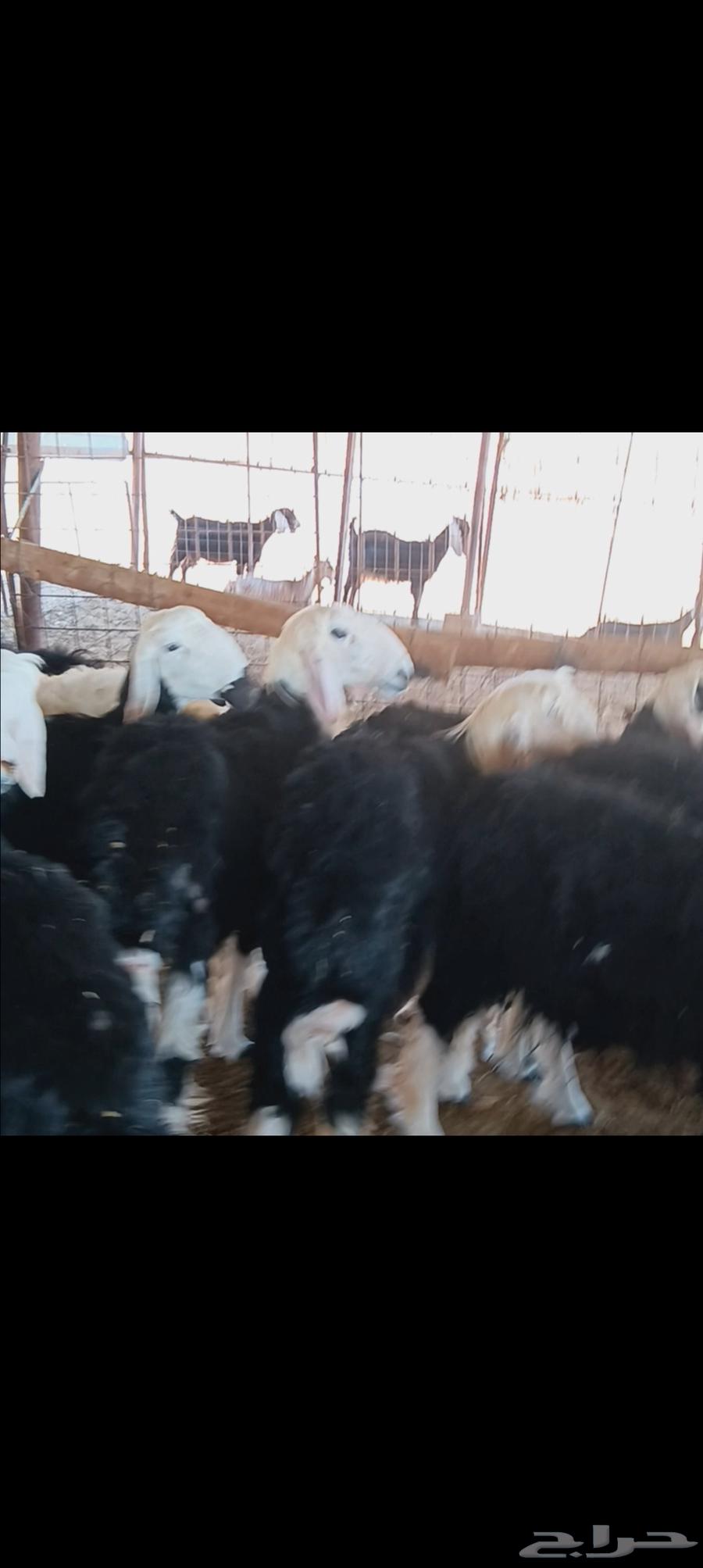 رخال نجد مضاريع64398757544321111