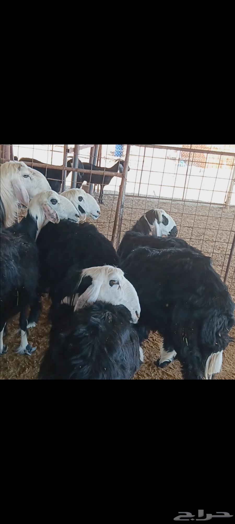 رخال نجد مضاريع64398757544321110