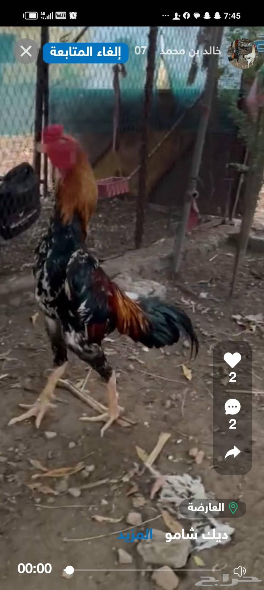 إثنين ديوك شامو ياباني الاب والفرخ64397075057666110