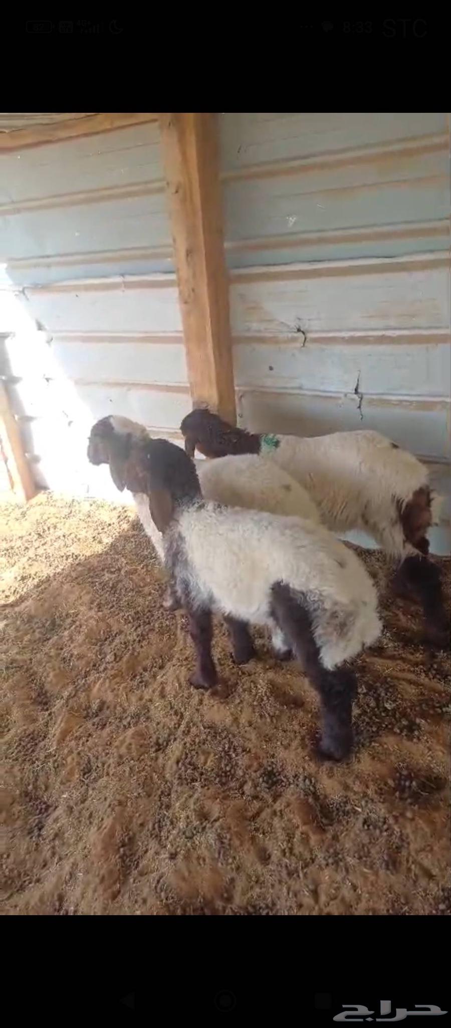 Large sheep and a camel for sale in Na'aim64395462677249113