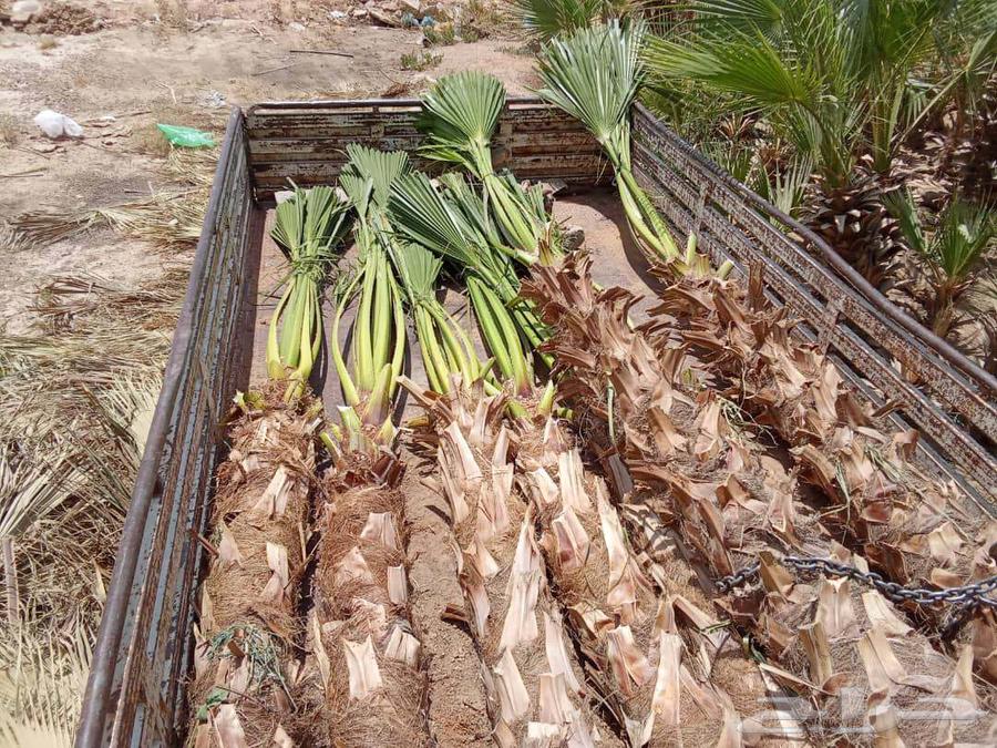 نخيل نخيل واشنطن64399313906433110