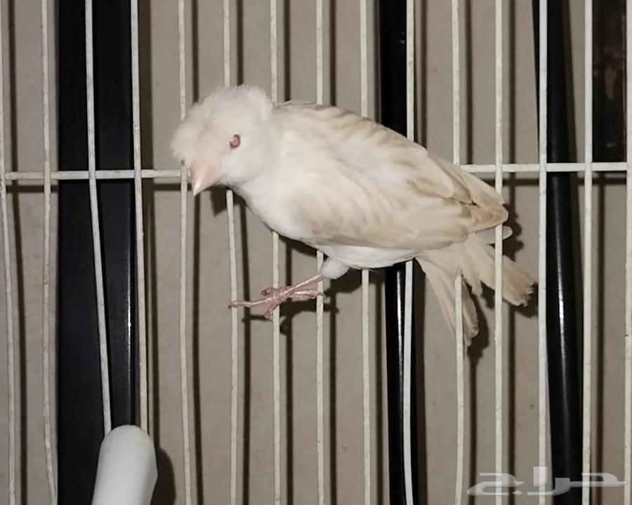 انثى كناري ستنايت(لأهل الذوق الرفيع)64395783412739113