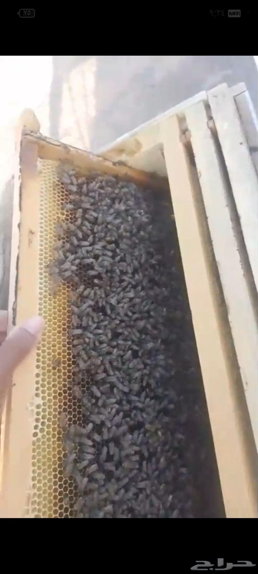نحل بلدي خلايا حديثة للبيع 56 خليه64394896255874110
