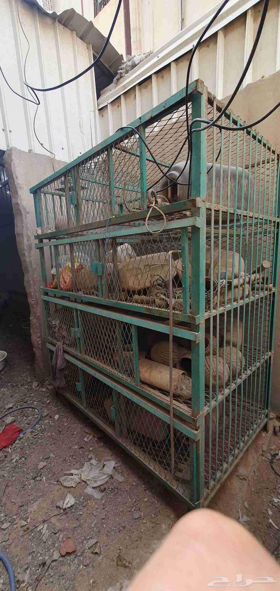 قفصان طيور نظيفة64396741534978111