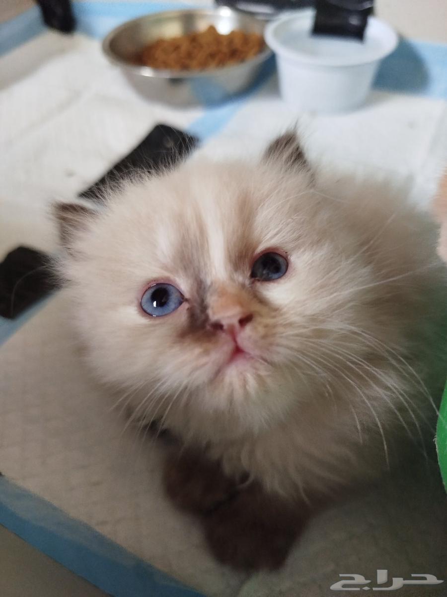 قط هملاية بيور للبيع عمر شهر64398284213634113