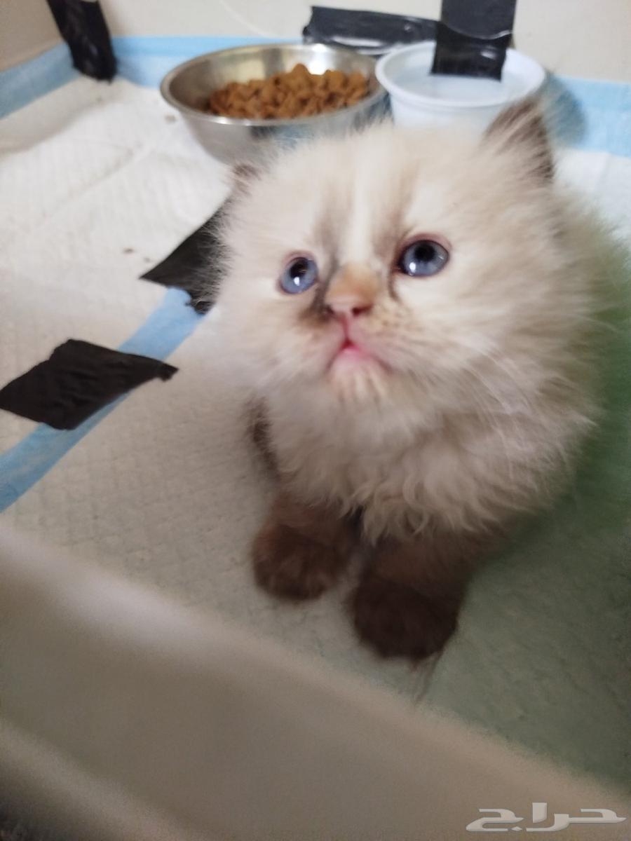 قط هملاية بيور للبيع عمر شهر64398284213634112