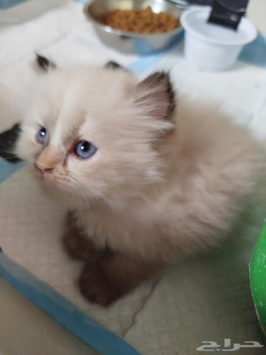 قط هملاية بيور للبيع عمر شهر64398284213634114
