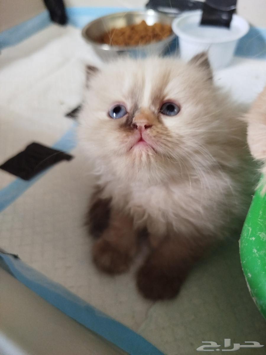 قط هملاية بيور للبيع عمر شهر64398284213634110