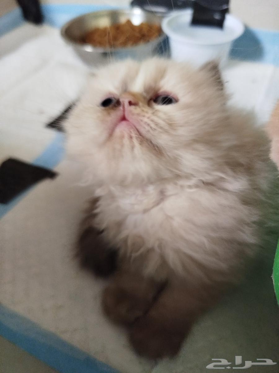 قط هملاية بيور للبيع عمر شهر64398284213634111