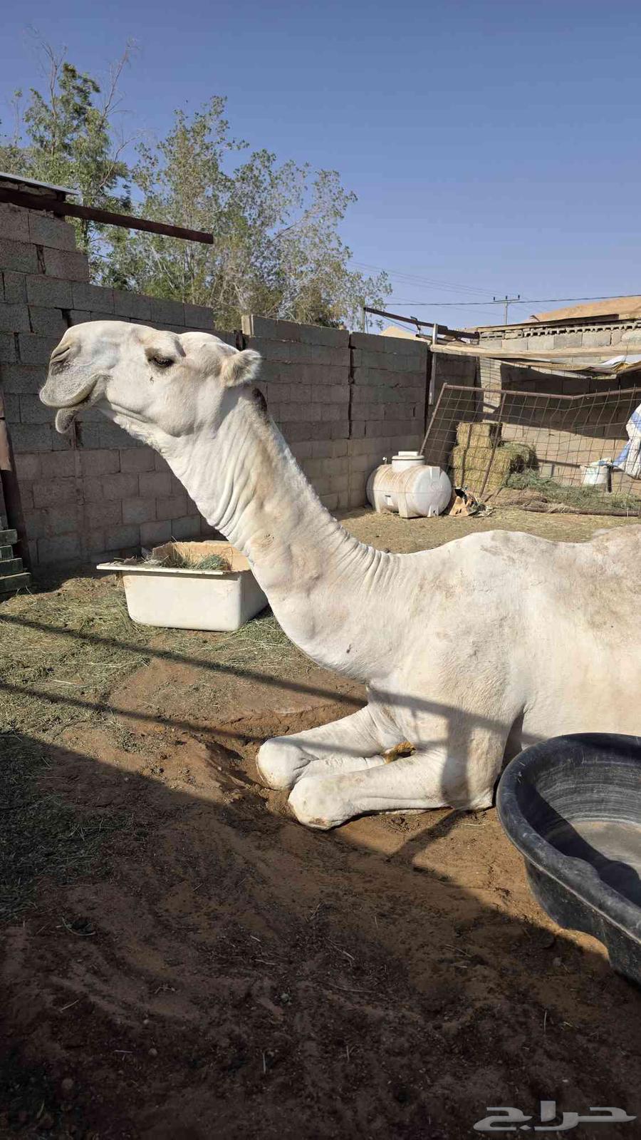 High-quality camel64395978975875110