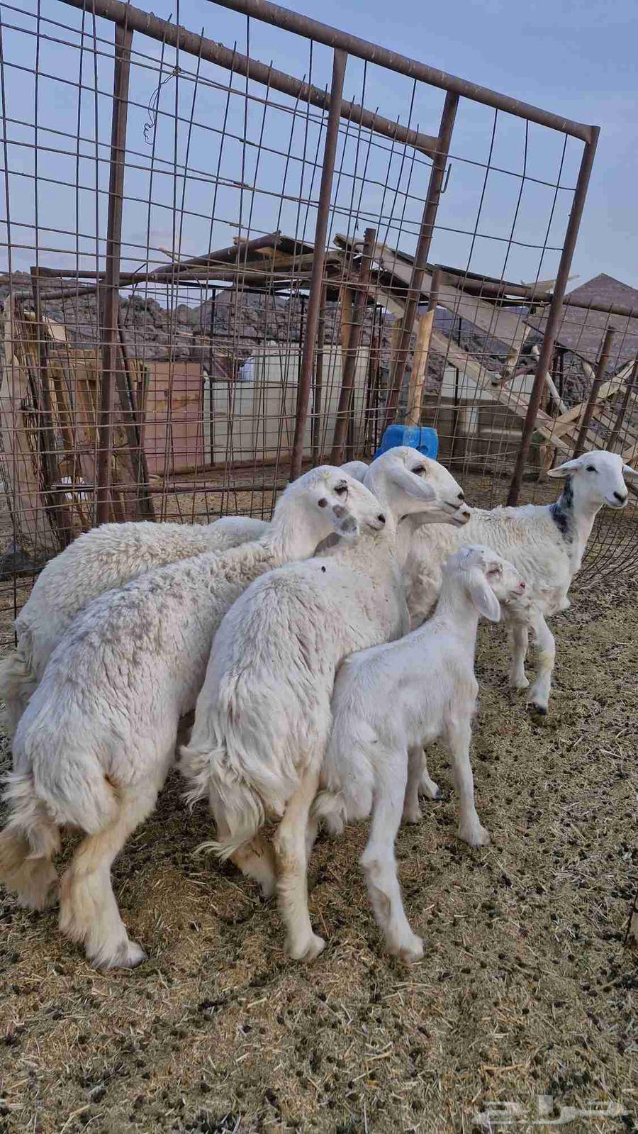 رخال حريات العدد 5 من ضمنها رخل والد للبيع64394813719554111