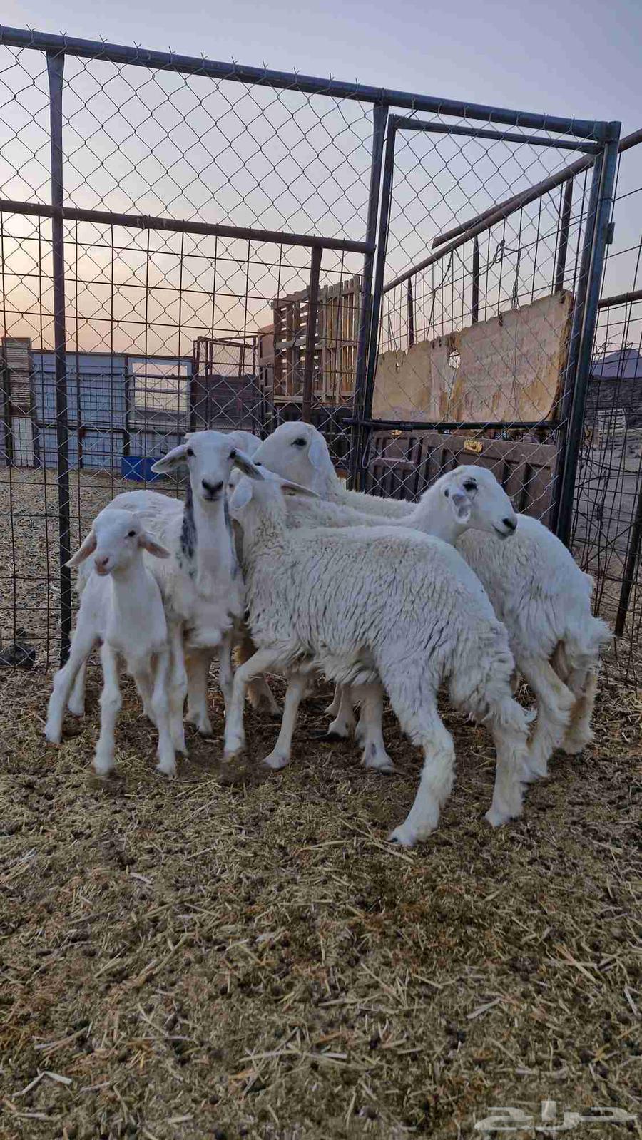 رخال حريات العدد 5 من ضمنها رخل والد للبيع64394813719554110