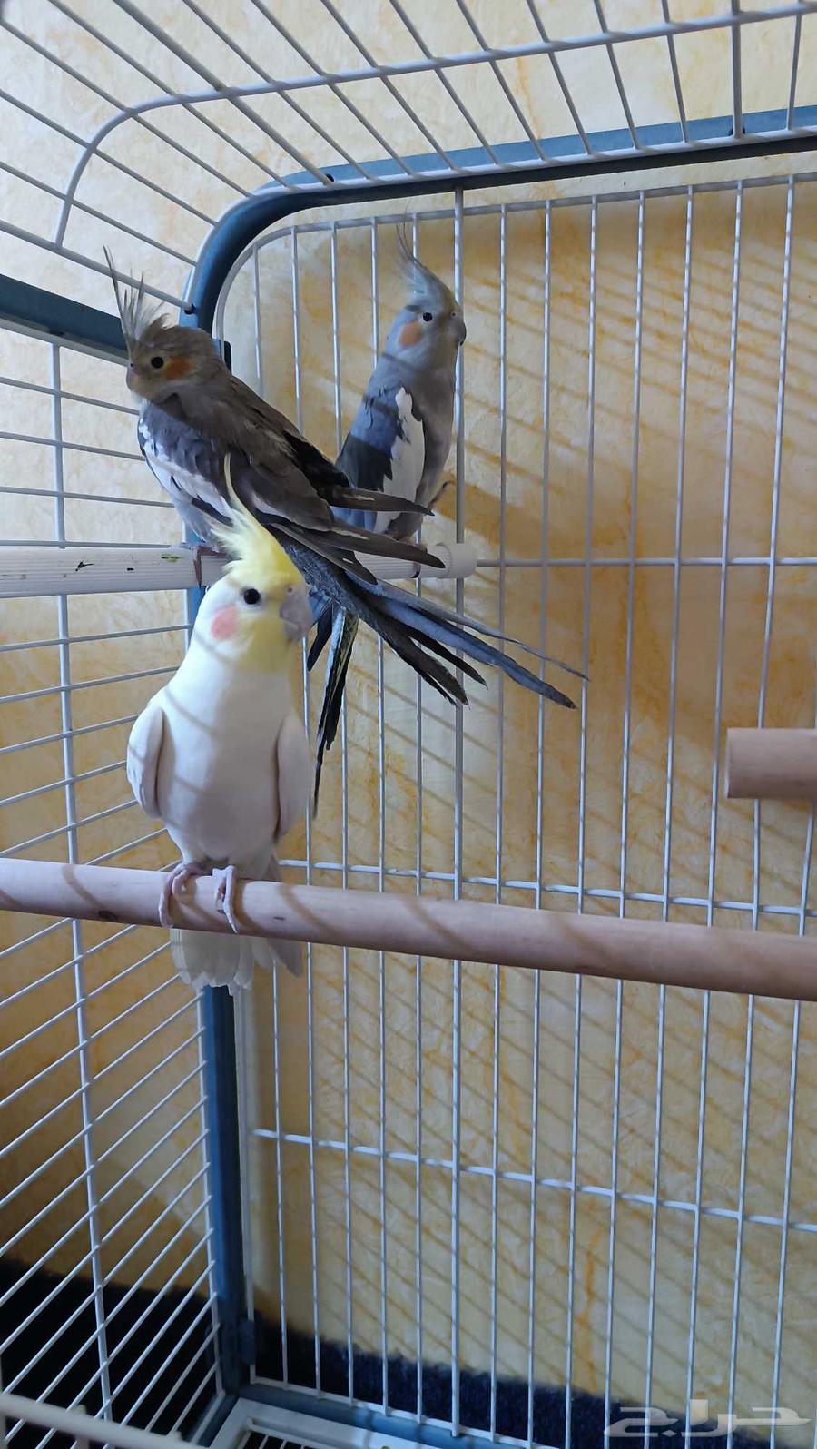 طيور كروان كوكتيل للبيع الذكر لاتينيو الابيض و2 انثى64395102526467111