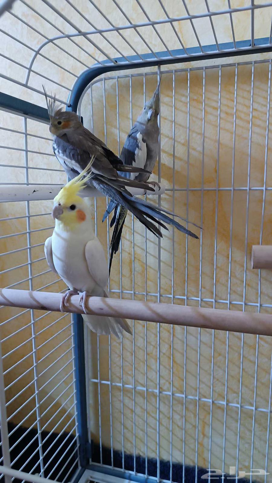 طيور كروان كوكتيل للبيع الذكر لاتينيو الابيض و2 انثى64395102526467112