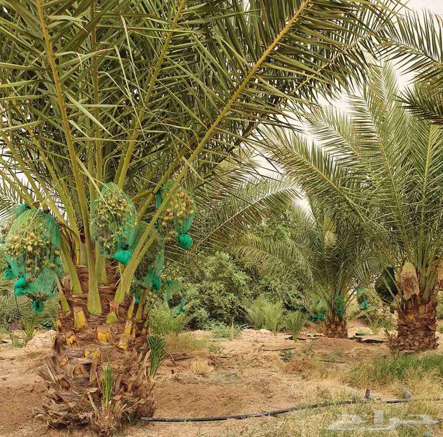 Fruit-bearing date palms for sale: Khalas, Barhi, Hilali, Sukkari, Ruthana, Majdool, Dakhini64397519911810114