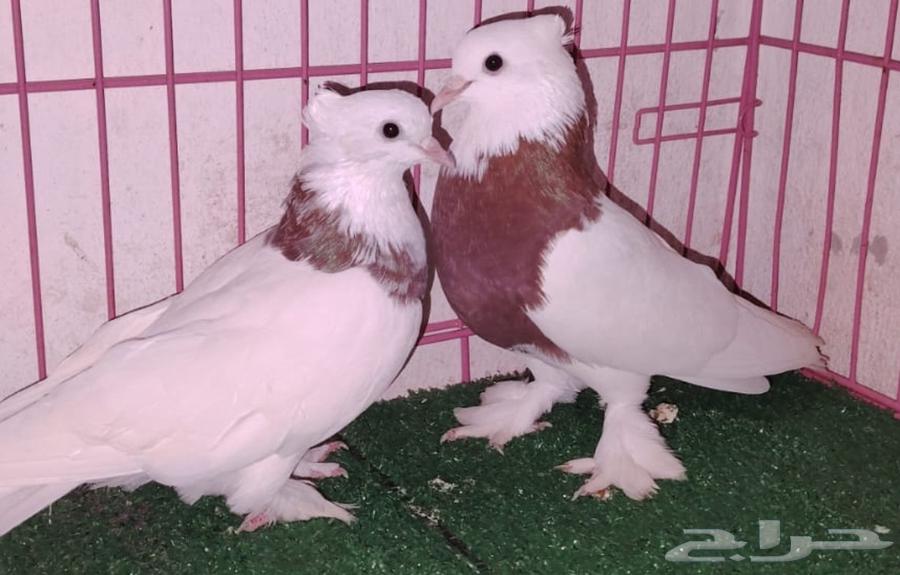 Dancing and shiny pair with a neck64393348690051113