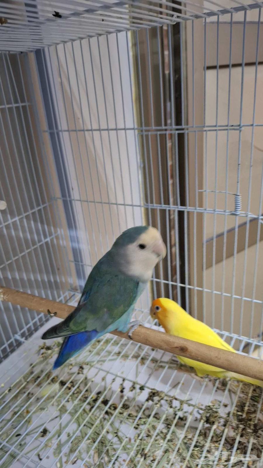 جوز روز منتج وجاهز64393514085891112