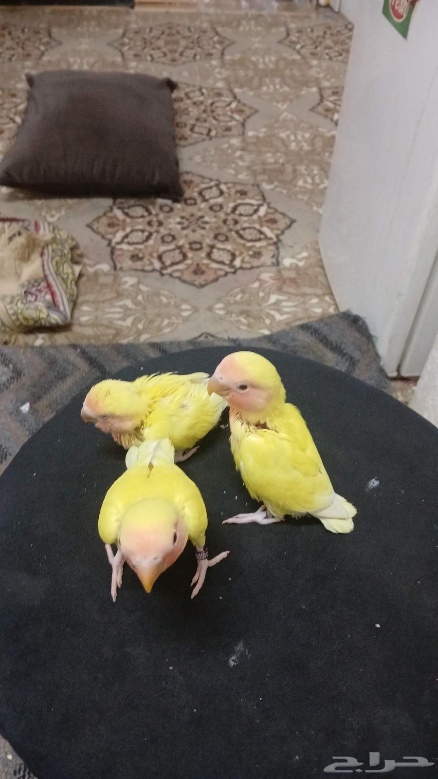 ثلاث طيور روز بداية فطام أليف مره السعر للحبه200ريال64393279464449111