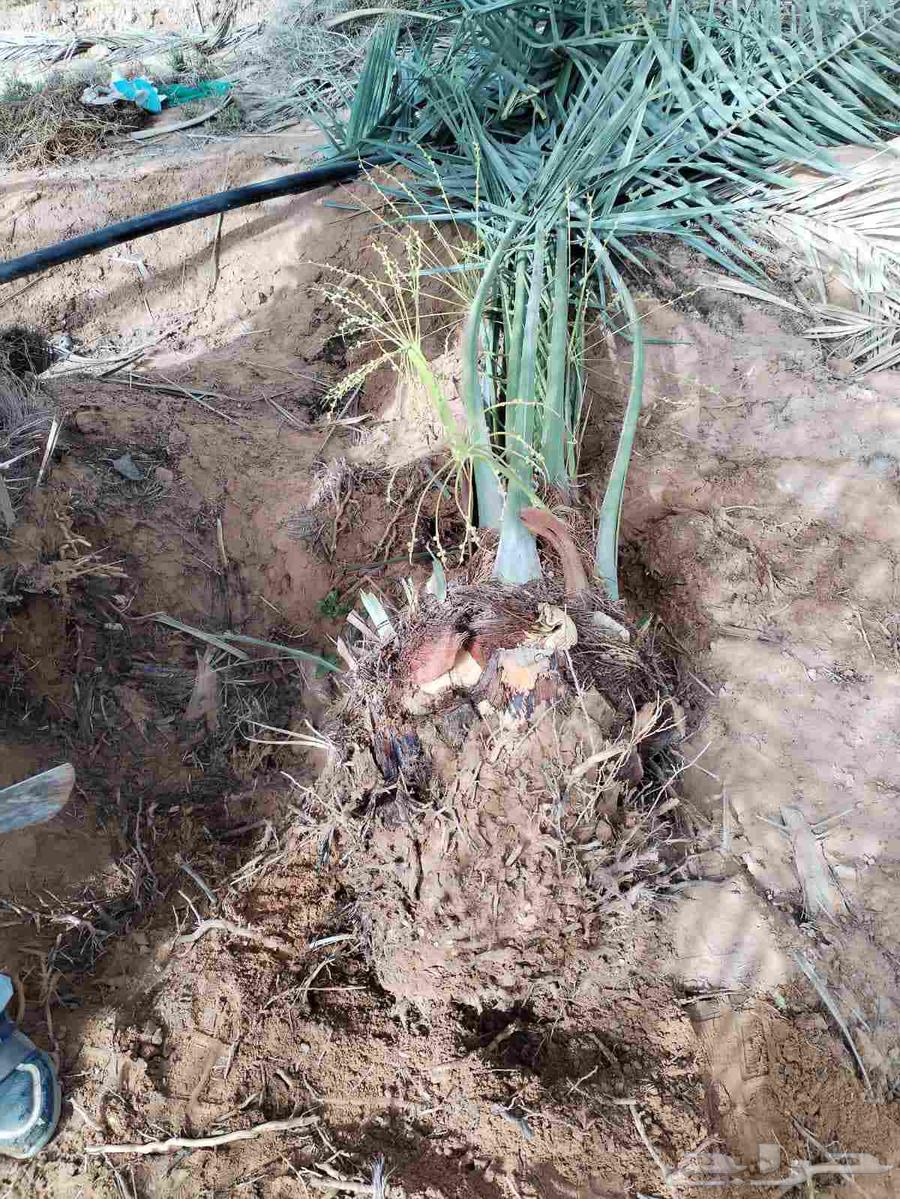 Fruit-bearing date palms for sale: Khalas, Barhi, Hilali, Sukkari, Ruthana, Majdool, Dakhini64397519911810113