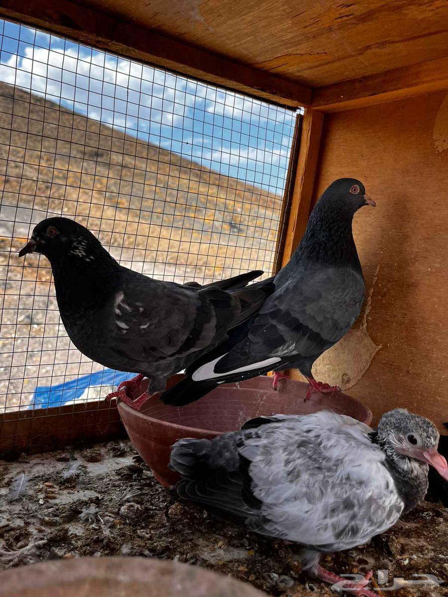 حمام باكستاني للبيع دماء صافيه توب64400813731201111