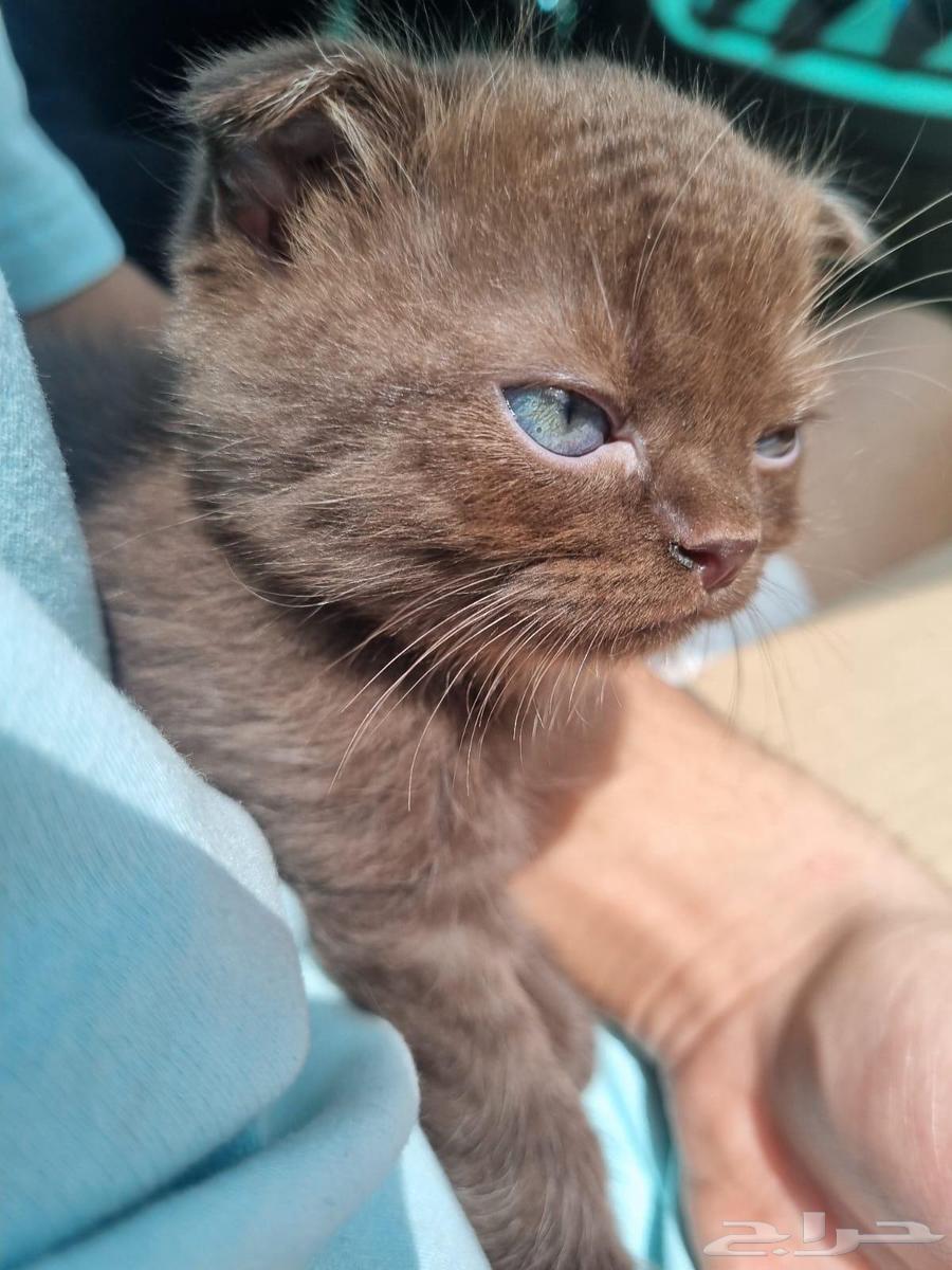 3 قطط سكوتش للبيع64394992697729112