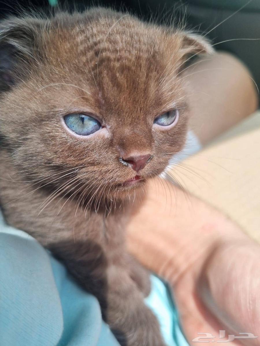 3 قطط سكوتش للبيع64394992697729111