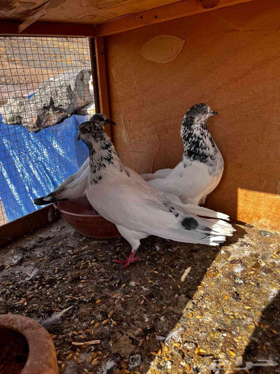 حمام باكستاني للبيع دماء صافيه توب64400813731201112