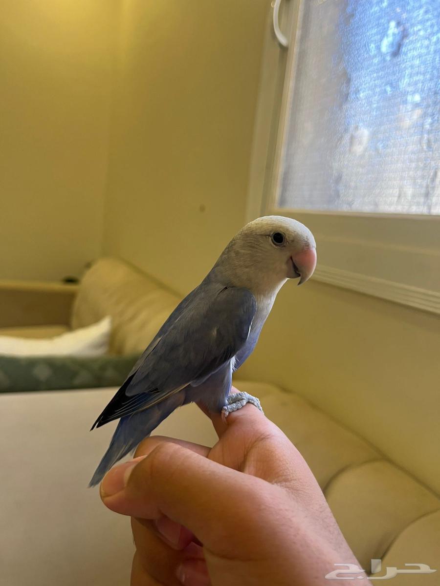 طيور روز64377064011523111