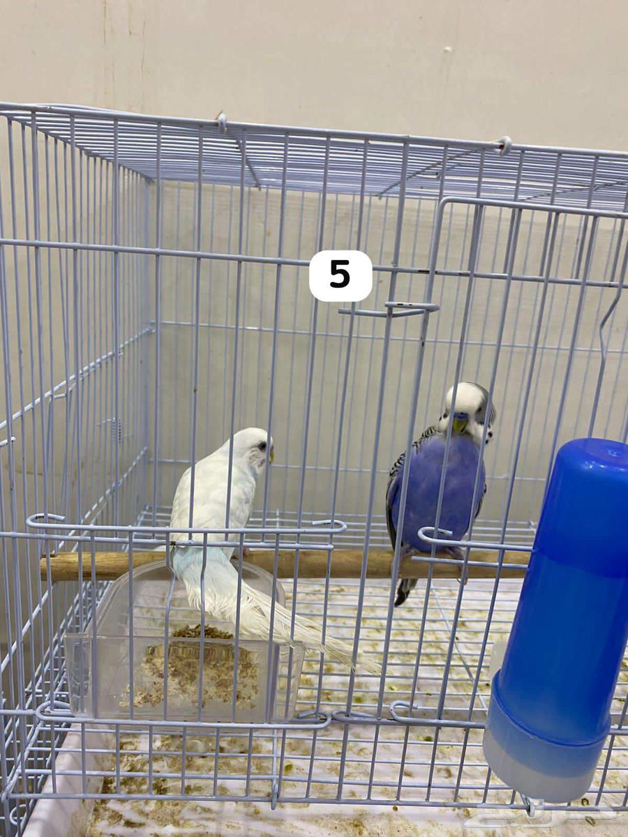 طيور بادجي64392525622786110