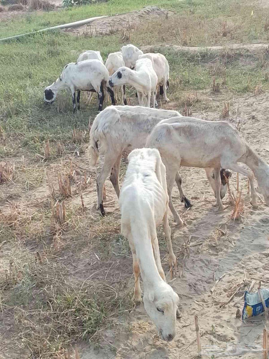 9 sheep for sale, all healthy and without any issues64400286840322112