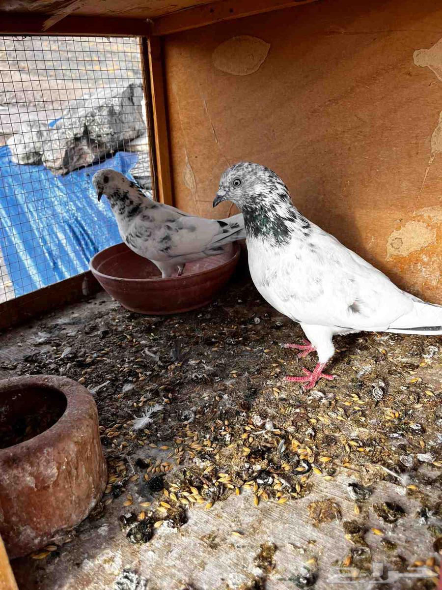 حمام باكستاني للبيع دماء صافيه توب64400813731201110