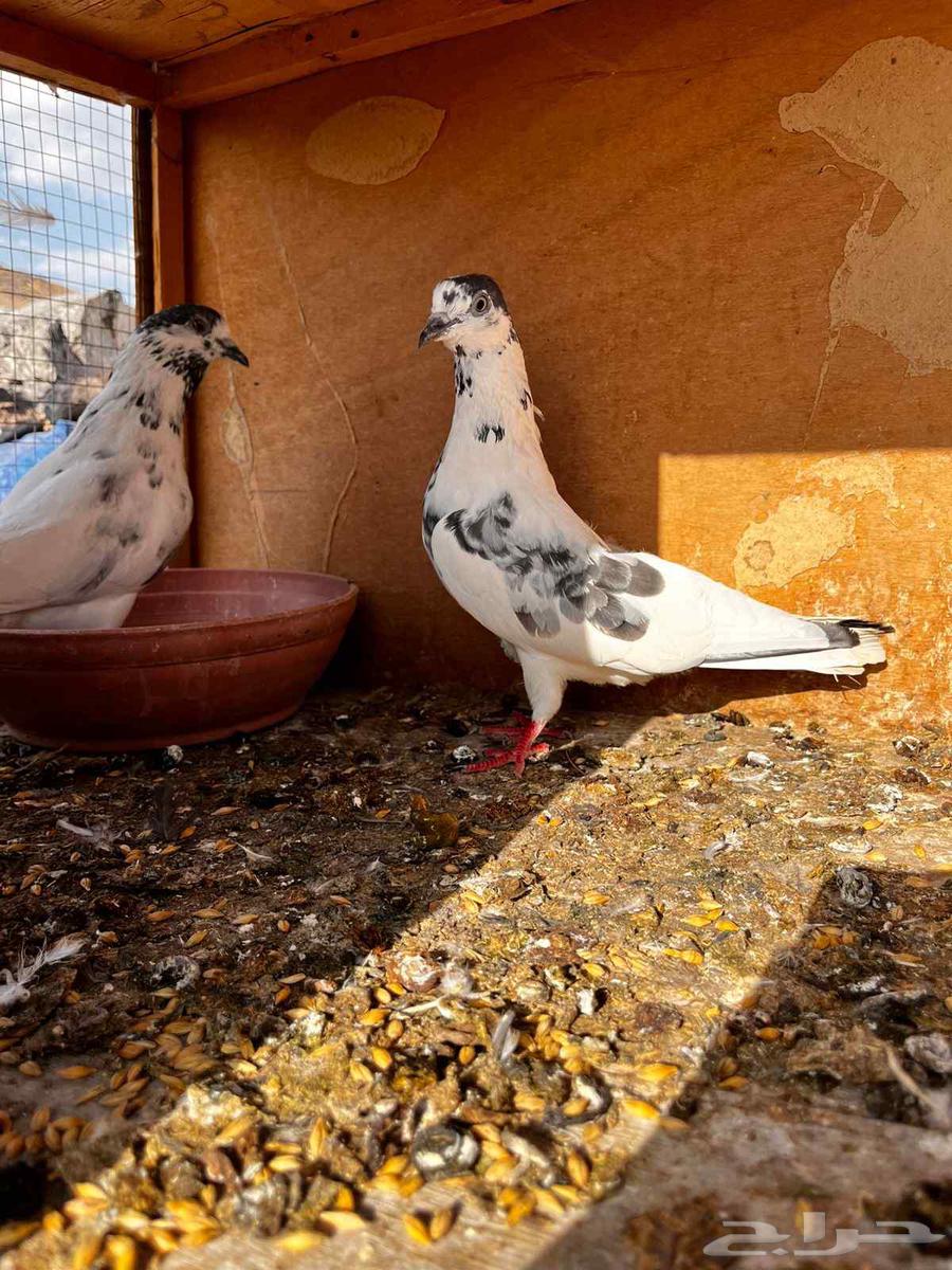 حمام باكستاني للبيع دماء صافيه توب64400813731201113