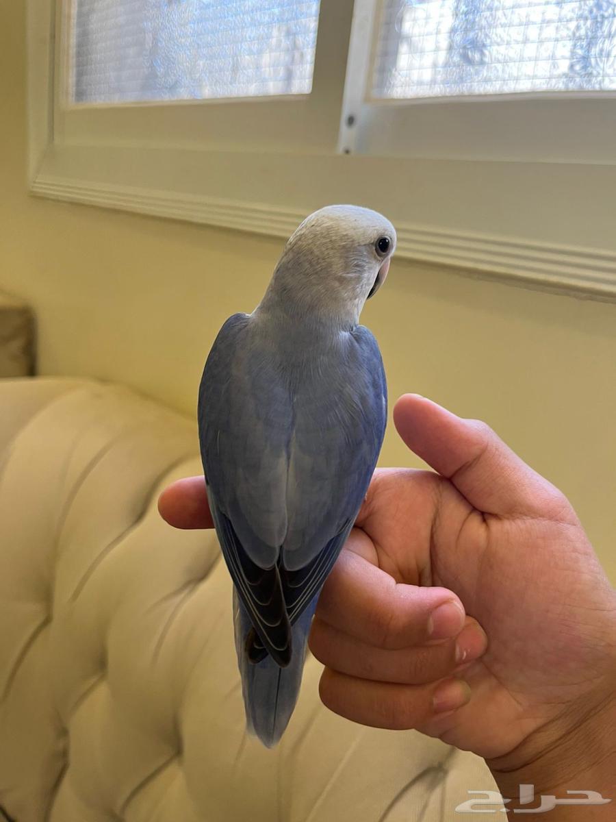 طيور روز64377064011523112