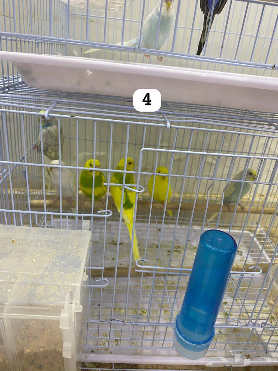 طيور بادجي64392525622786112